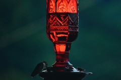 hummingbird-at-dusk