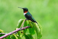 hummingbird-perched