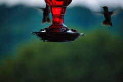 hummingbirds-in-flight