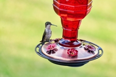 lucy-at-the-feeder