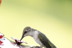 lucy-the-hummingbird