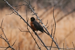 robin-in-nature