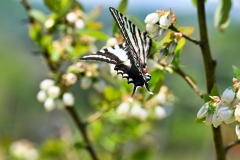 Butterflies + Bees