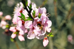 bee-with-first-blossoms