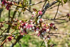 blueberries-and-bee