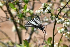 butterfly-blueberry-flowers