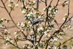 butterfly-in-blueberry-bush