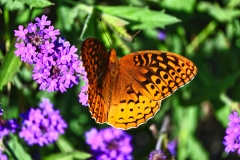 moth-and-purple-flowers