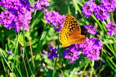 orange-moth-with-flowers