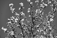 blossoms-black-and-white