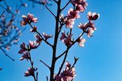 blossoms-on-spring-morning