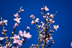 blossoms-with-blue-skies