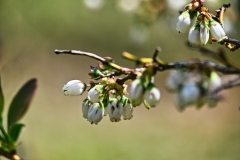 blueberry-flowers