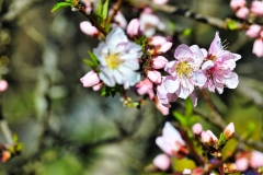 first-blossoms-of-spring