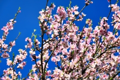 first-spring-blossoms-with-blue-skies