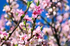 pink-blossoms-blue-skies