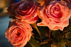 pink-roses-of-gratitude