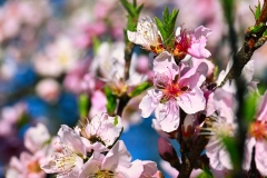 pink-spring-blossoms