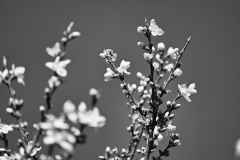 spring-blossoms-black-and-white