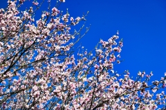 spring-blossoms-blue-sky