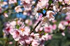 spring-blossoms-in-the-morning