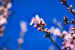 spring-blossoms