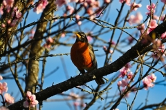 spring-robin