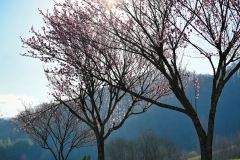 trees-in-blossom