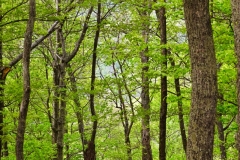 forest-path