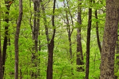 forest-of-trees