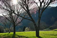 spring-trees-in-bloom