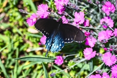 beautiful-butterfly-pink-flowers