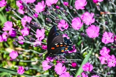 beautiful-butterly