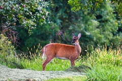 beautiful-deer-in-a-field