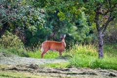 beautiful-deer-in-field