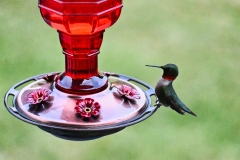 chuck-the-hummingbird