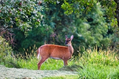 deer-in-a-field