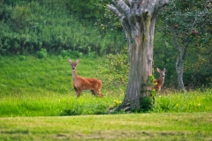 deer-in-the-field