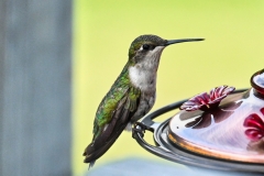 hummingbird-at-feeder