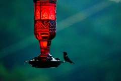 hummingbird-at-sunset