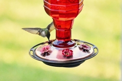 hummingbird-in-flight