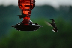 hummingbirds-at-dusk