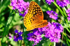 purple-flowers-with-moth