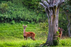 two-deer-in-the-field