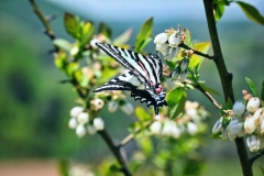 zebra-swallowtail-butterfly-blue-sky