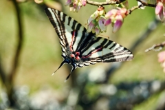 zebra-swallowtail-butterfly